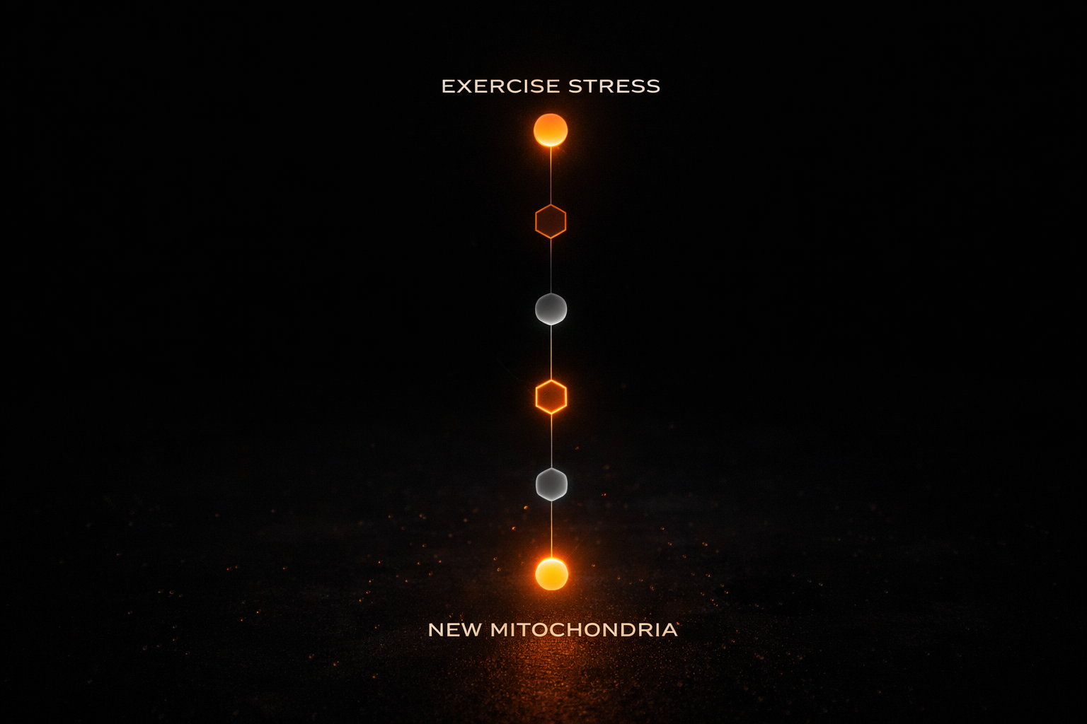Abstract molecular signaling cascade showing exercise stress triggering PGC-1α activation and mitochondrial biogenesis