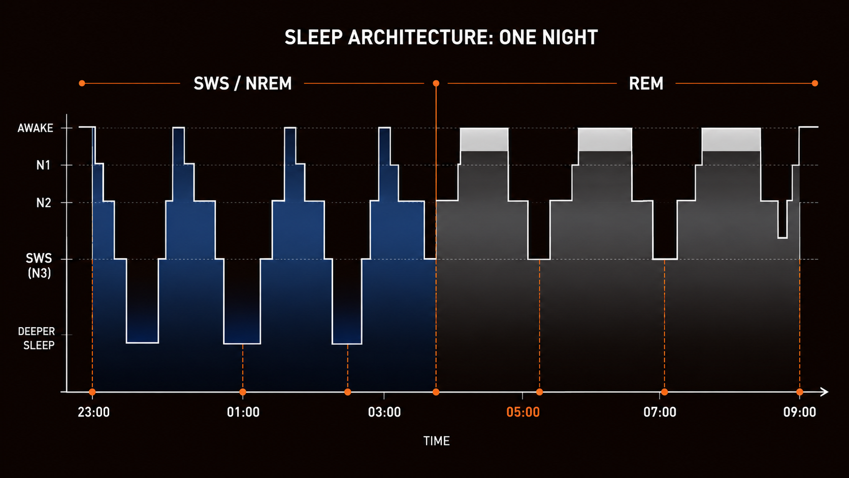 Dark architectural diagram of sleep cycles showing SWS front-loaded in the first half of the night and REM back-loaded in the second half