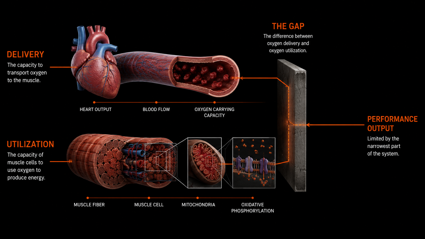 Oxygen Delivery vs Aerobic Conditioning
