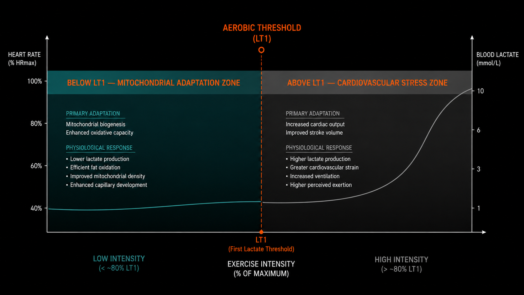 Training zone diagram showing aerobic threshold boundary between mitochondrial adaptation zone and cardiovascular stress zone