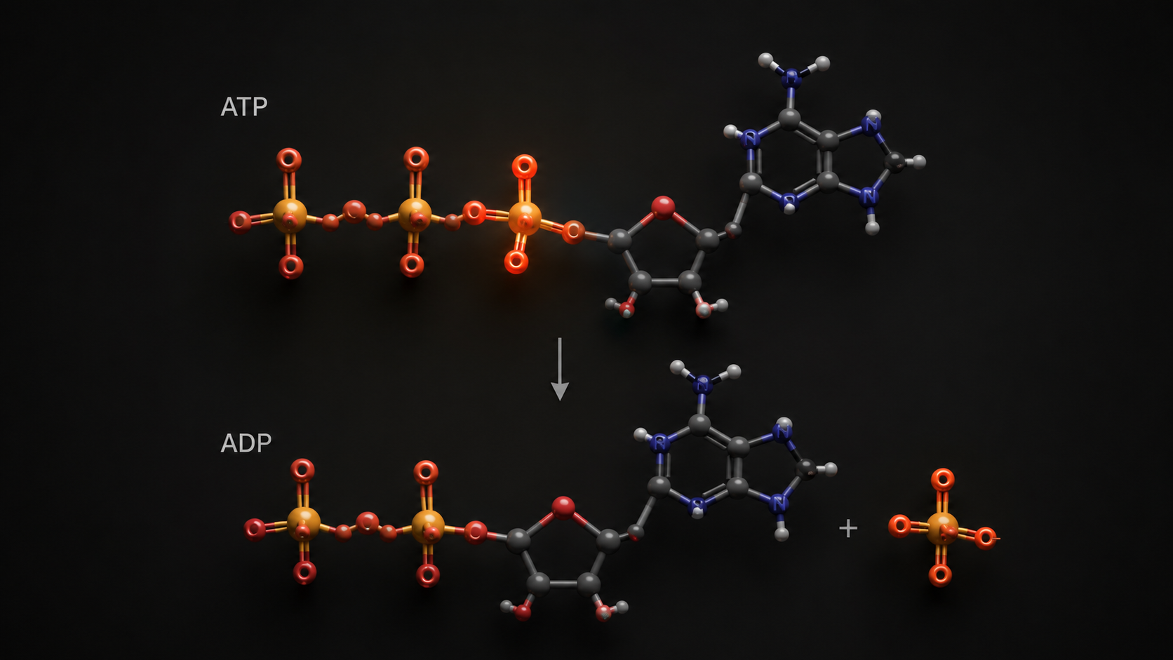 3D molecular render of ATP showing terminal phosphate bond cleavage that releases energy for muscle contraction