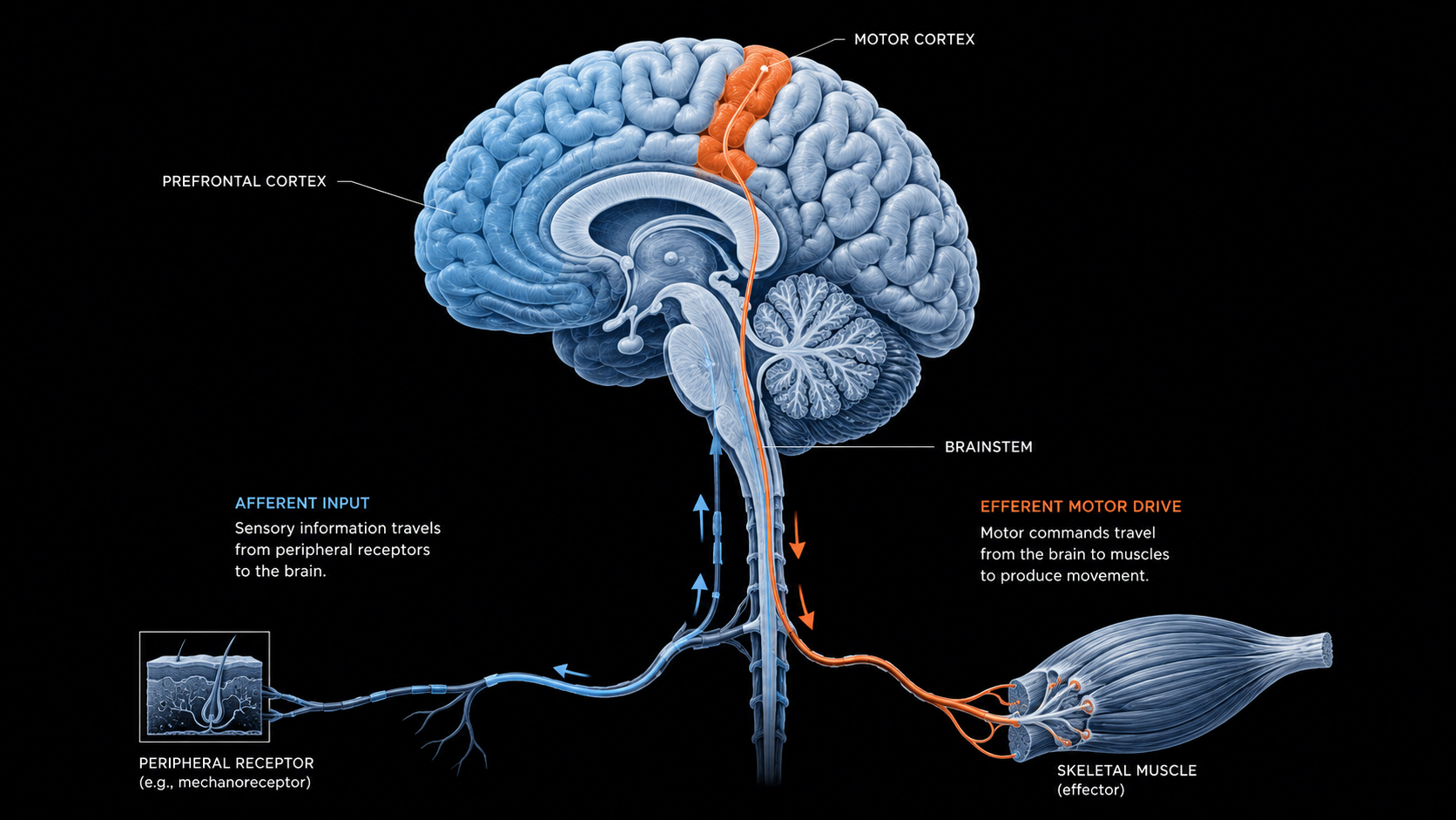 Brain cross-section diagram showing afferent fatigue signals and central motor drive output via motor cortex