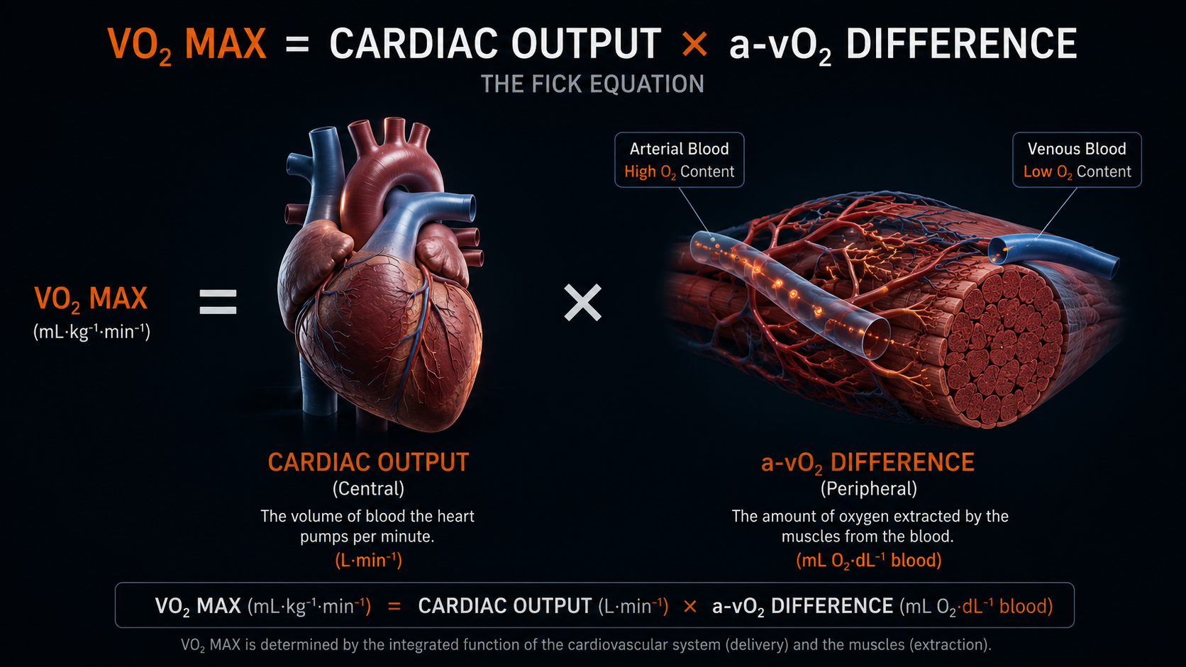 Fick equation diagram showing VO2 Max as cardiac output multiplied by arteriovenous oxygen difference