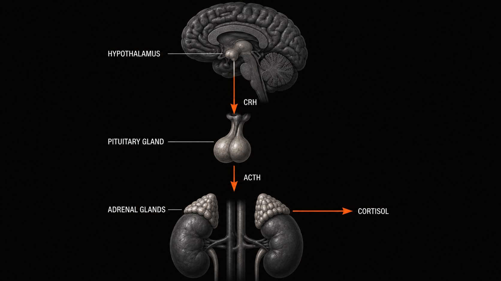 Clinical diagram of the HPA axis cascade from hypothalamus through pituitary to adrenal cortisol release