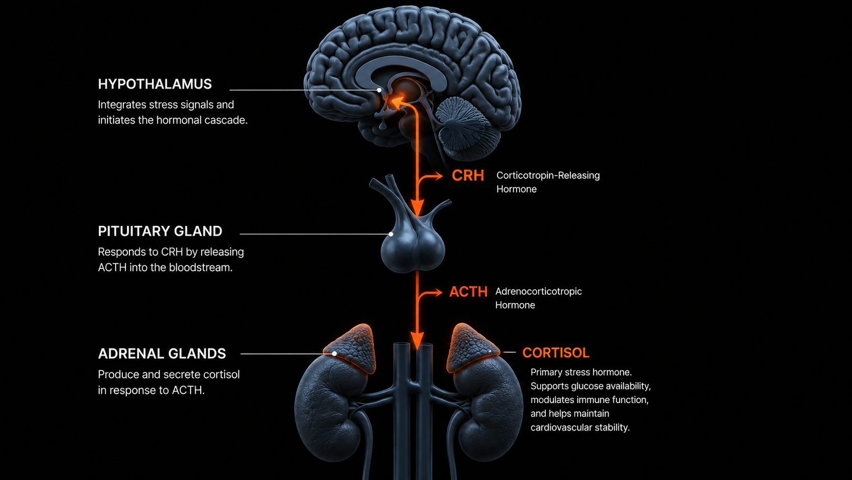 3D medical diagram of the hypothalamic-pituitary-adrenal axis showing CRH, ACTH, and cortisol cascade in overtraining