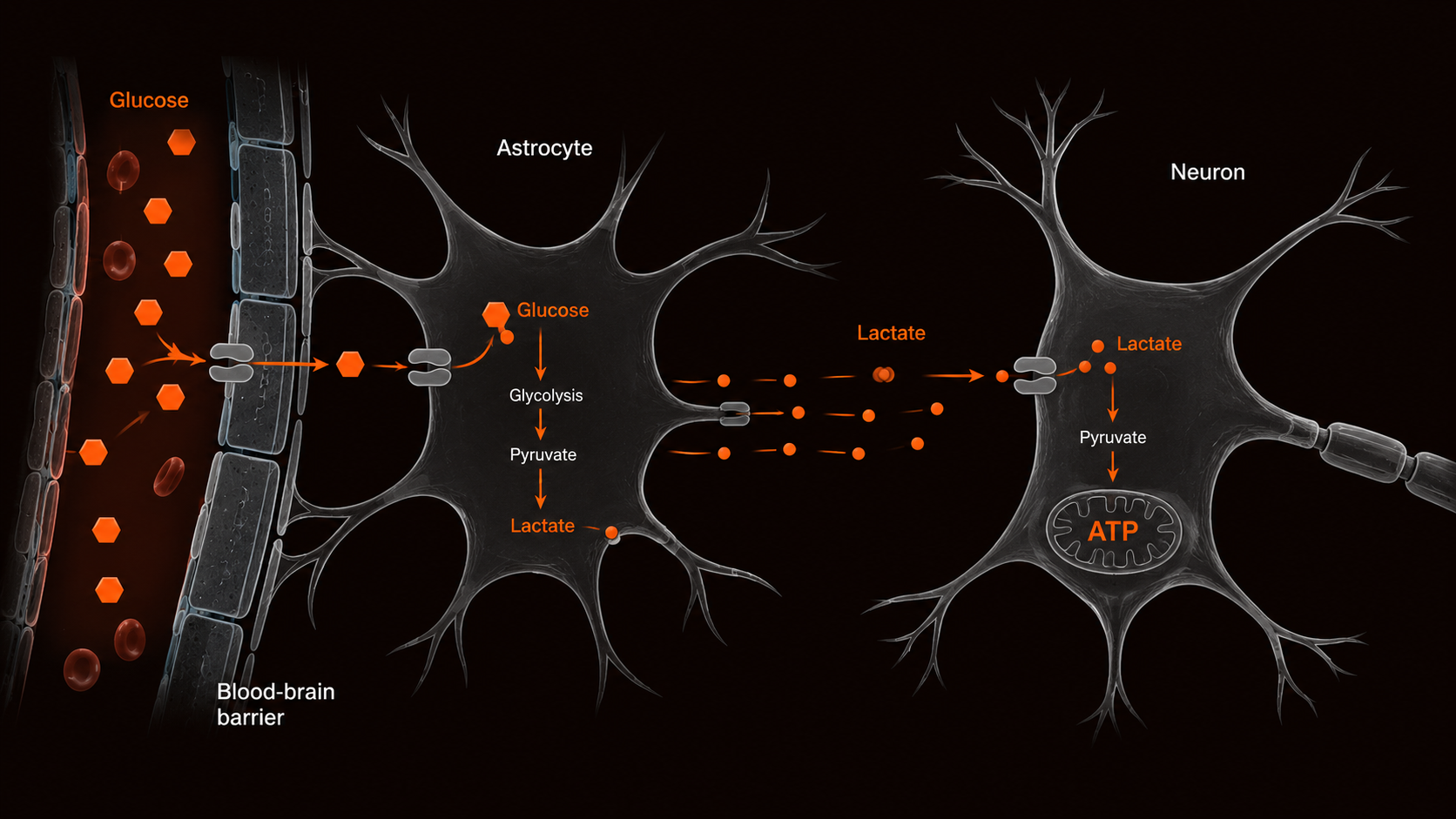 Scientific schematic of brain glucose metabolism showing GLUT transporters astrocyte-to-neuron lactate shuttle