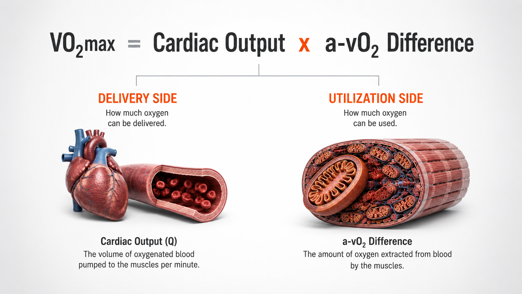 Scientific diagram showing VO2max formula broken into cardiac output delivery component and a-vO2 utilization component