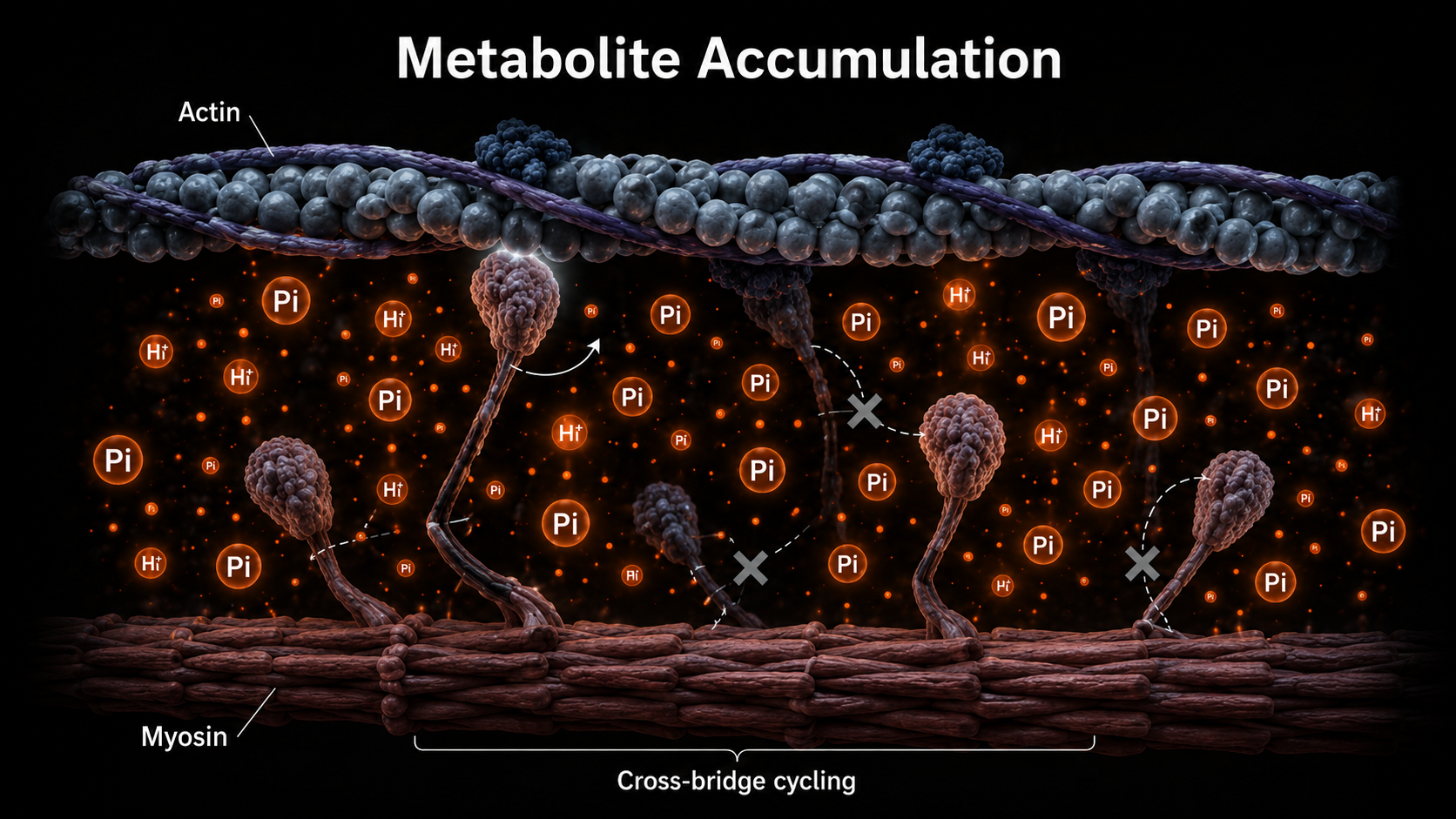 Scientific render showing inorganic phosphate and hydrogen ions accumulating between actin and myosin filaments and inhibiting cross-bridge cycling.