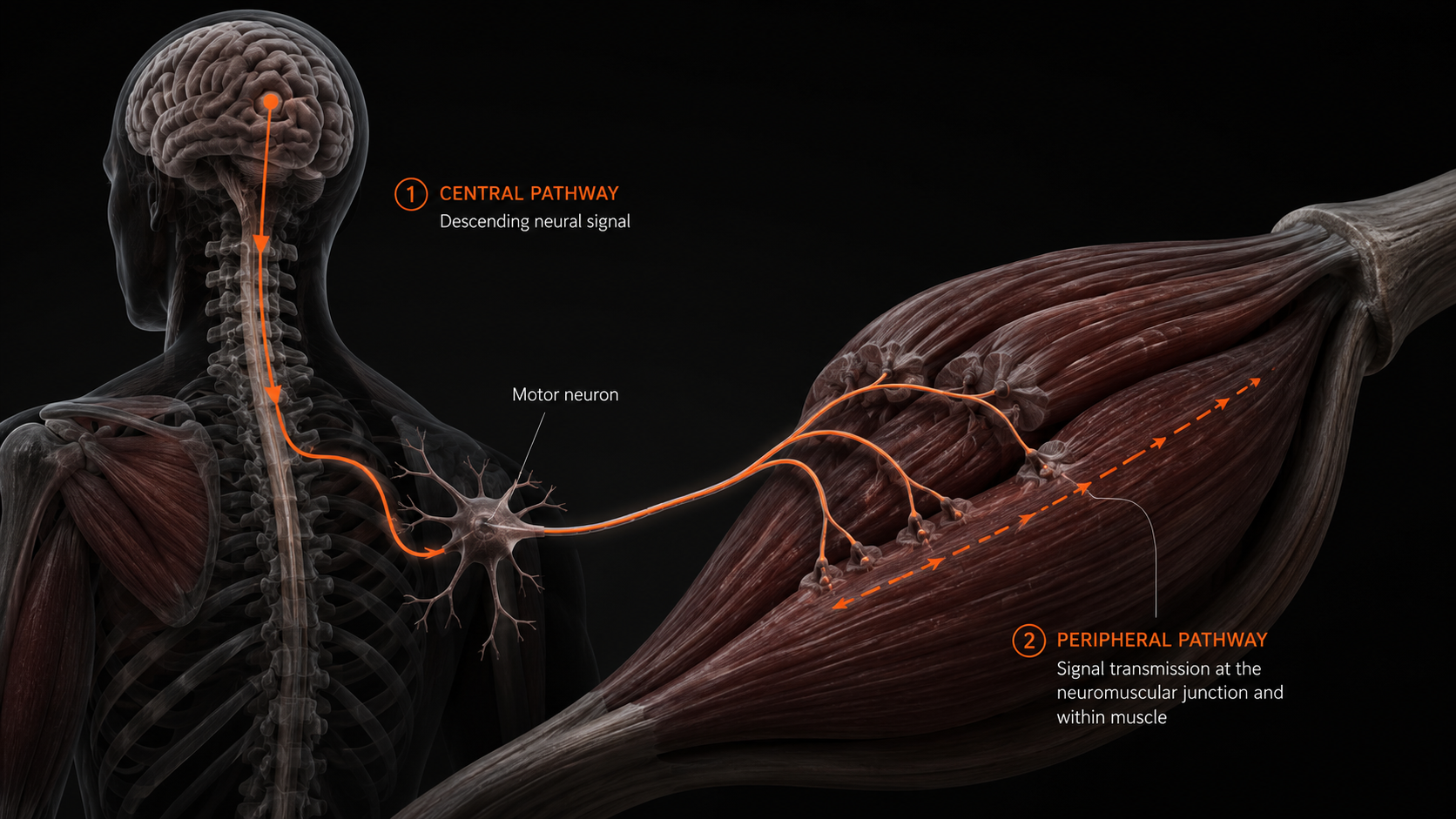 3D medical render showing central and peripheral neuromuscular fatigue pathways — motor neuron to skeletal muscle