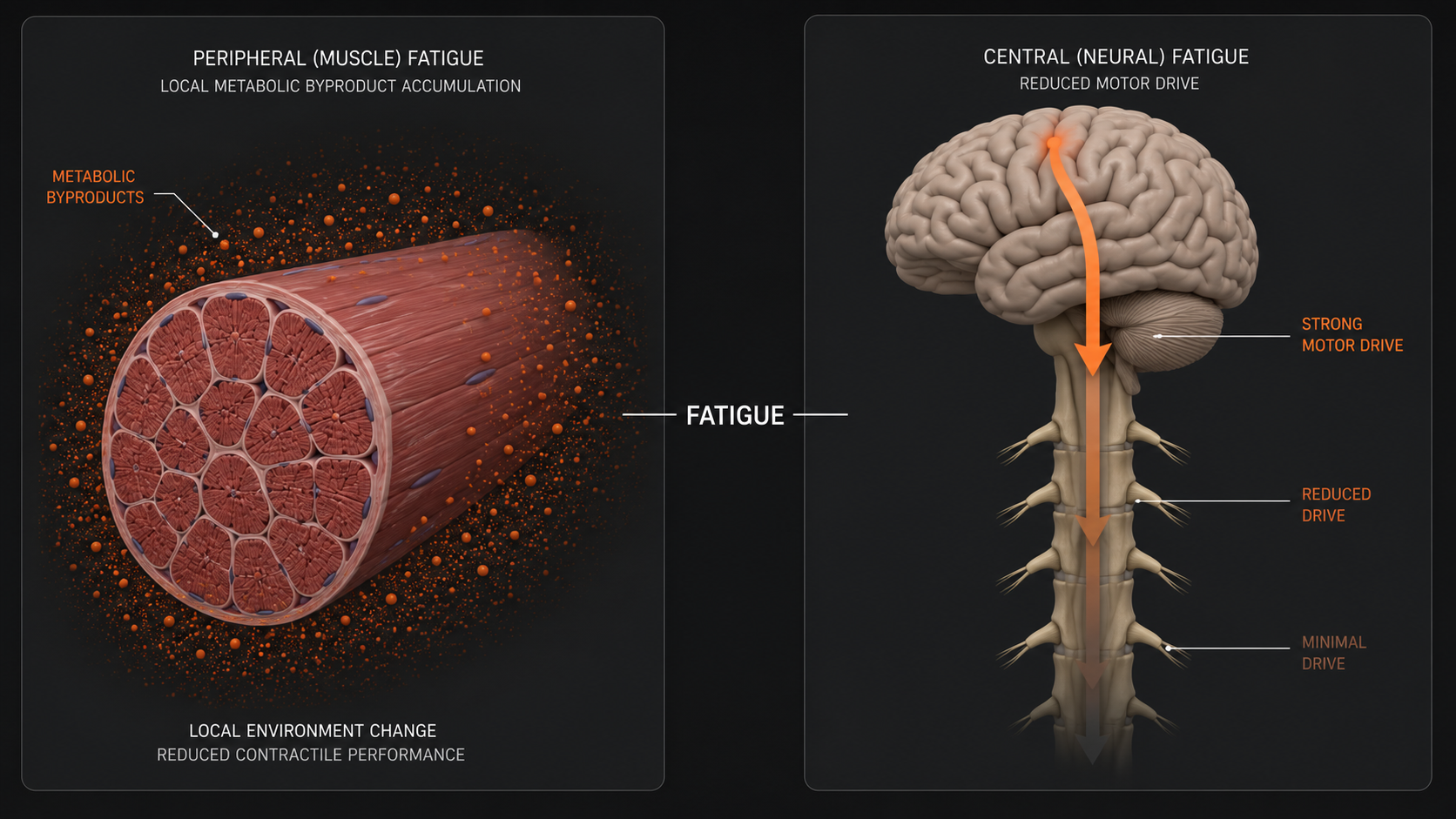 3D medical render showing peripheral muscle fatigue and central nervous system motor drive reduction — two systems failing simultaneously
