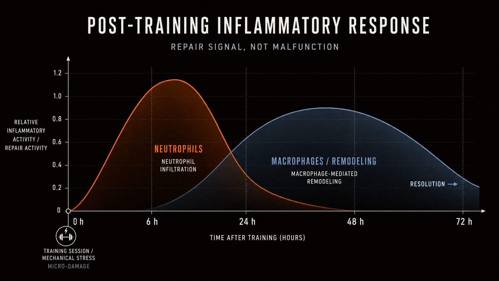 Graph showing the post-training inflammatory response, with neutrophil activity rising within hours and macrophage remodeling extending through 48 to 72 hours.