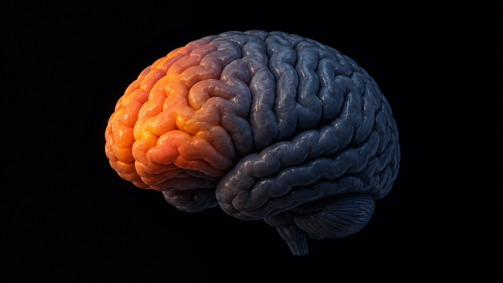 3D medical brain render with prefrontal cortex highlighted, sleep deprivation mechanism